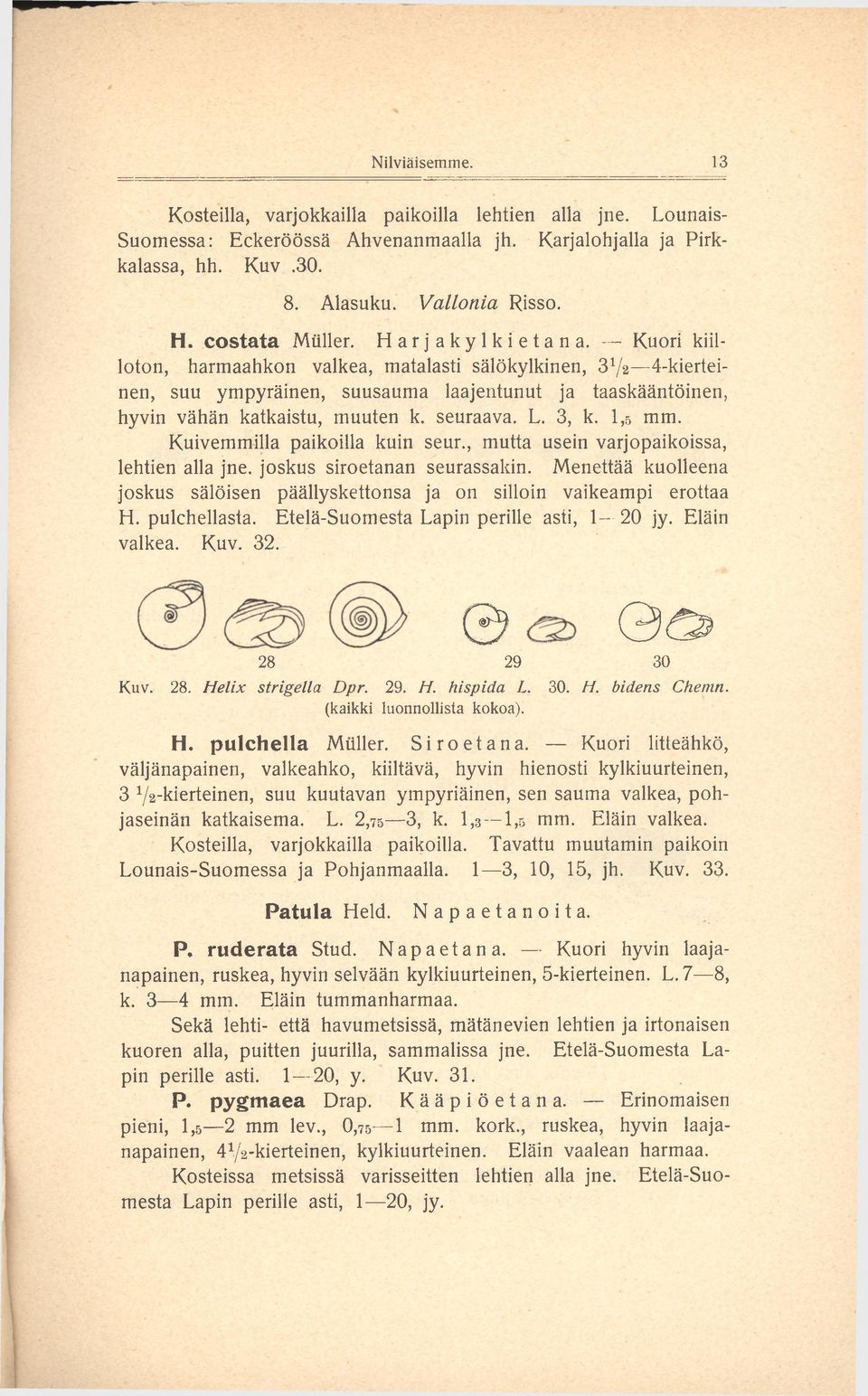 seuraava. L. 3, k. 1,5 mm. Kuivemmilla paikoilla kuin seur., mutta usein varjopaikoissa, lehtien alla jne. joskus siroetanan seurassakin.