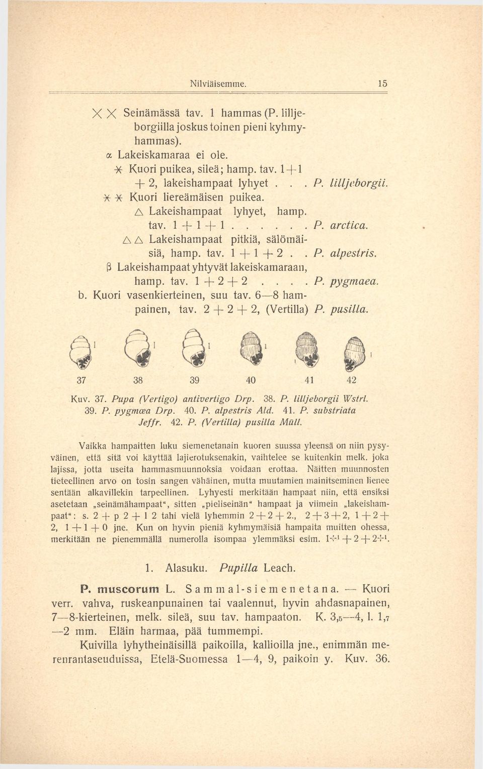 3 Lakeishampaat yhtyvät lakeiskamaraan, hamp. tav. 1 + 2 + 2.... P. pygmaea. b. Kuori vasenkierteinen, suu tav. 6 8 hampainen, tav. 2 + 2 + 2, (Vertilla) P. pusilla. 37 