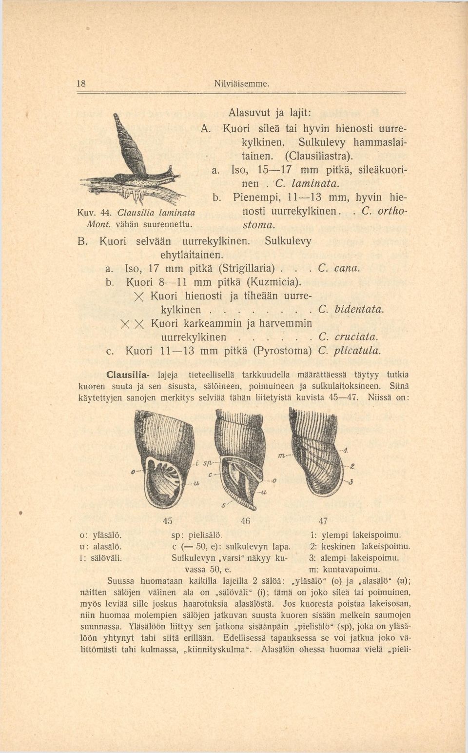 Iso, 17 mm pitkä (Strigillaria)... C. catia. b. Kuori 8-11 mm pitkä (Kuzmicia). X Kuori hienosti ja tiheään uurrekylkinen... C. bidentata. X X Kuori karkeammin ja harvemmin u u rre k y lk in e n... C. cruciata.