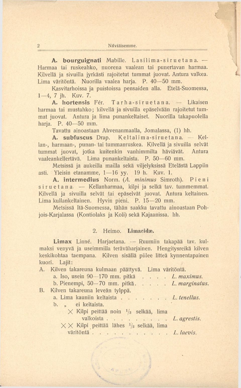 Likaisen harmaa tai mustahko; kilvellä ja sivuilla epäselvään rajoitetut tummat juovat. Antura ja lima punankeltaiset. Nuorilla takapuolella harja. P. 40 50 mm.