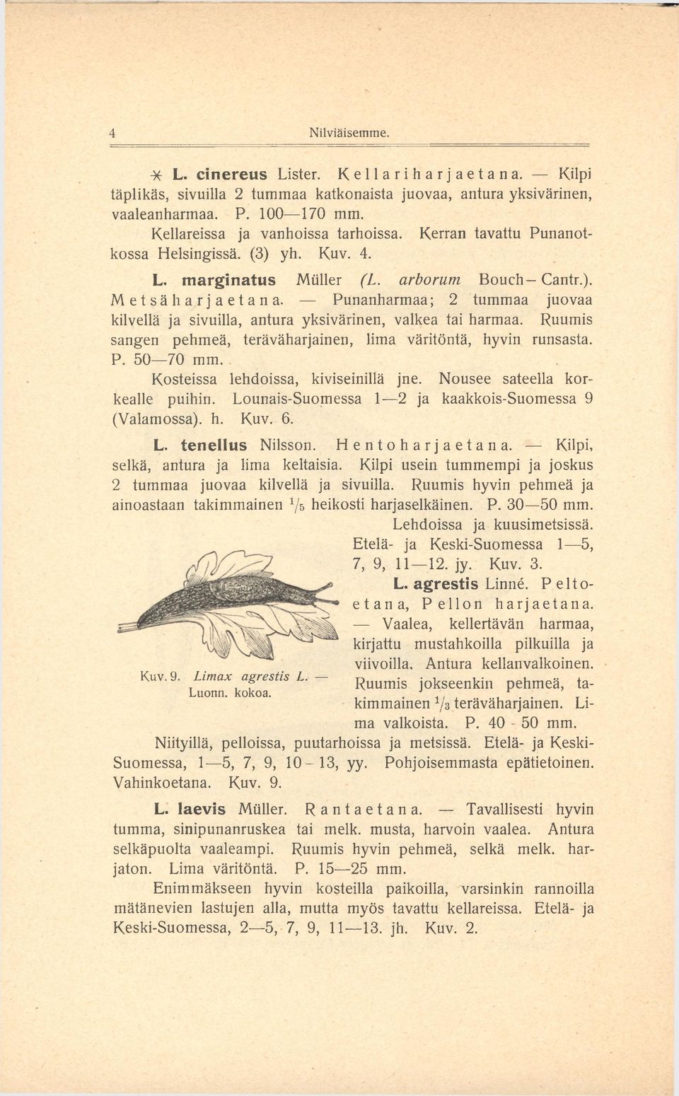 Punanharm aa; 2 tummaa juovaa kilvellä ja sivuilla, antura yksivärinen, valkea tai harmaa. Ruumis sangen pehmeä, teräväharjainen, lima väritöntä, hyvin runsasta. P. 50 70 mm.