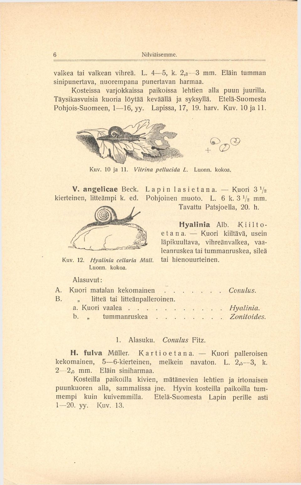 Lapin lasietana. Kuori 3 xj% kierteinen, litteämpi k. ed. Pohjoinen muoto. L. 6 k. 3 1/z mm. Tavattu Patsjoella, 20. h. Hyalinia Alb. Kiiltoetana.