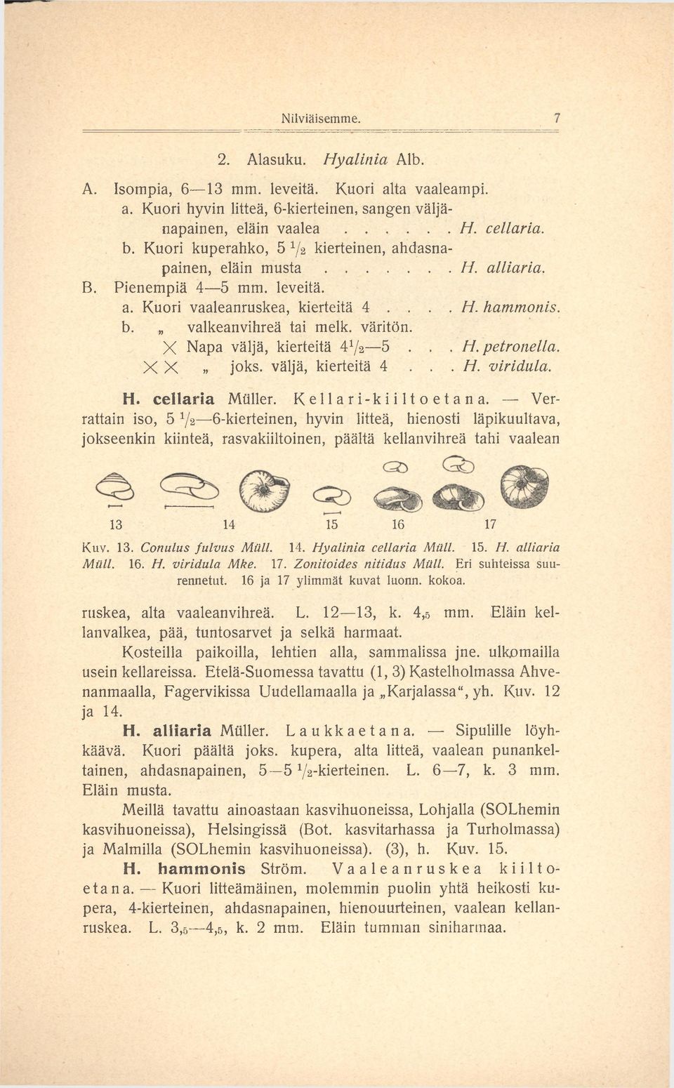 X Napa väljä, kierteitä 47a 5... H. petronella. X X joks. väljä, kierteitä 4... H. viridula. H. cellaria Muller. Kellari-kiiltoetana.