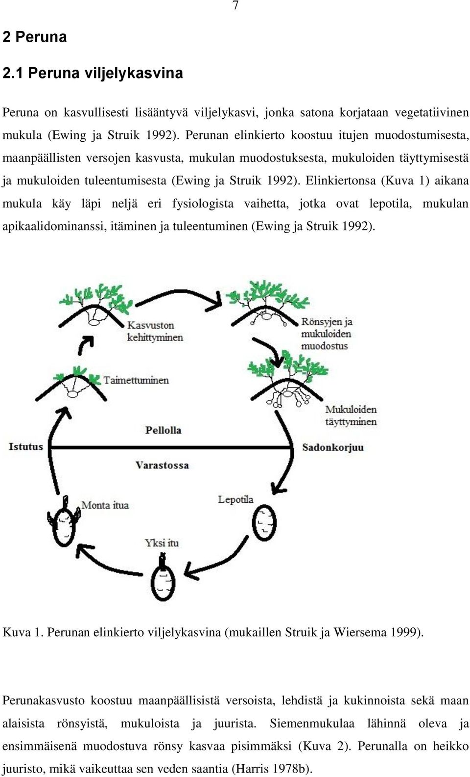 Elinkiertonsa (Kuva 1) aikana mukula käy läpi neljä eri fysiologista vaihetta, jotka ovat lepotila, mukulan apikaalidominanssi, itäminen ja tuleentuminen (Ewing ja Struik 1992). Kuva 1.