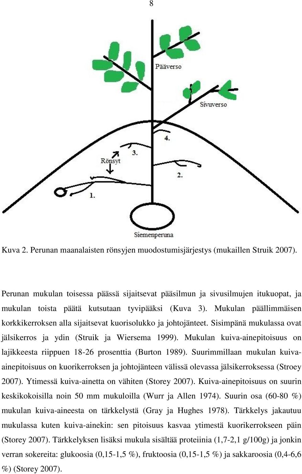 Mukulan päällimmäisen korkkikerroksen alla sijaitsevat kuorisolukko ja johtojänteet. Sisimpänä mukulassa ovat jälsikerros ja ydin (Struik ja Wiersema 1999).