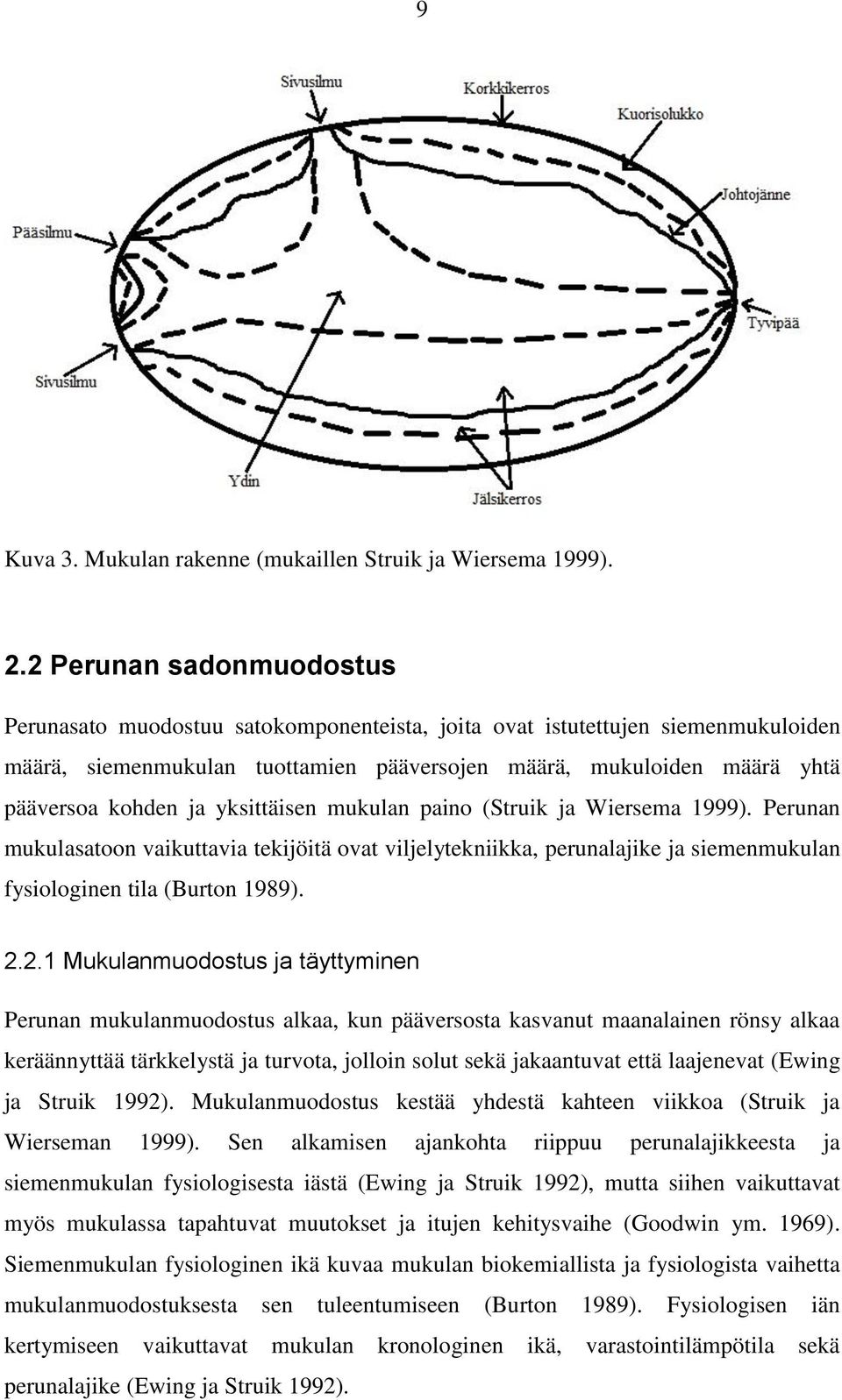 yksittäisen mukulan paino (Struik ja Wiersema 1999). Perunan mukulasatoon vaikuttavia tekijöitä ovat viljelytekniikka, perunalajike ja siemenmukulan fysiologinen tila (Burton 1989). 2.