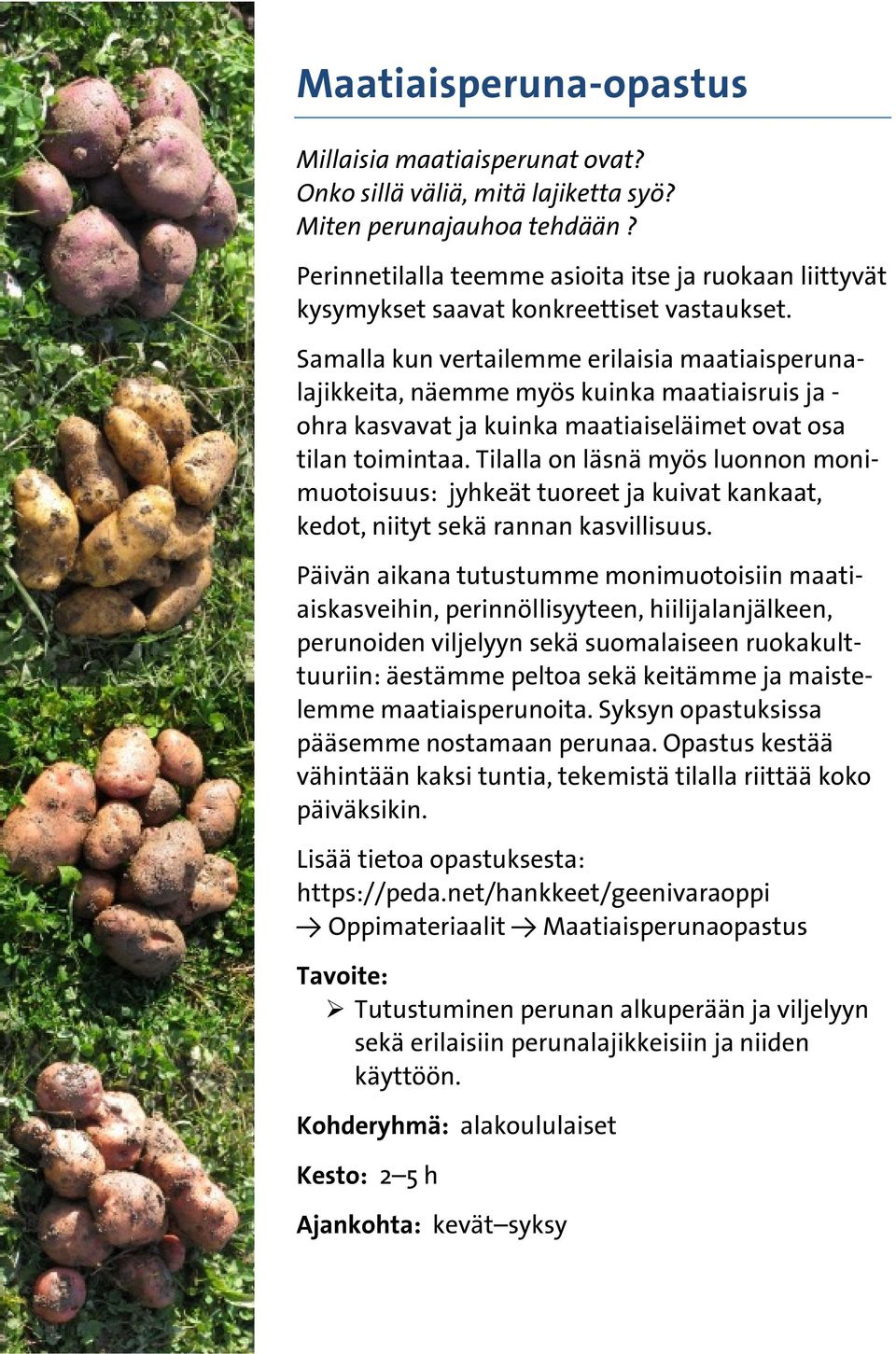 Samalla kun vertailemme erilaisia maatiaisperunalajikkeita, näemme myös kuinka maatiaisruis ja - ohra kasvavat ja kuinka maatiaiseläimet ovat osa tilan toimintaa.