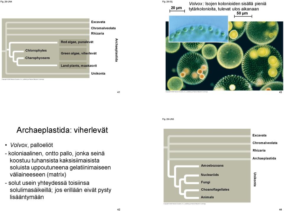 algae, punalevät Green algae, viherlevät Land plants, maakasvit Unikonta Archaeplastida 41 43 Fig.