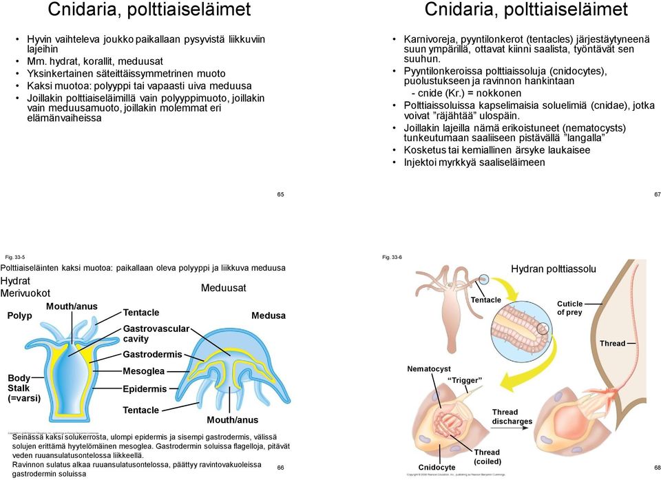 joillakin molemmat eri elämänvaiheissa Cnidaria, polttiaiseläimet Karnivoreja, pyyntilonkerot (tentacles) järjestäytyneenä suun ympärillä, ottavat kiinni saalista, työntävät sen suuhun.