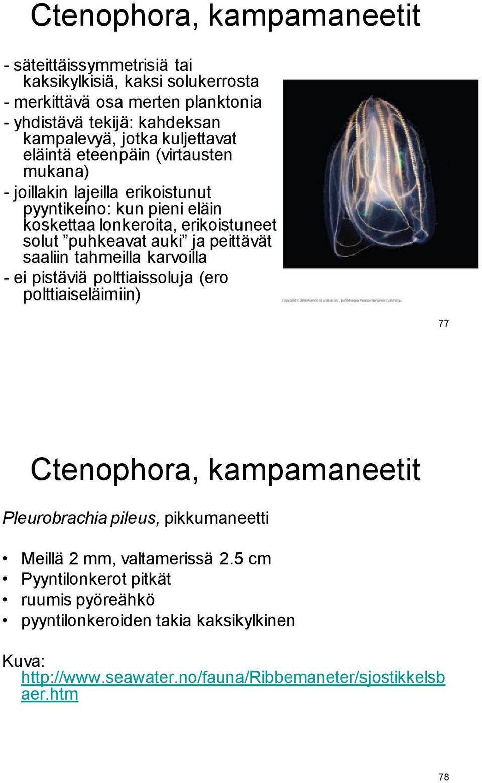 ja peittävät saaliin tahmeilla karvoilla - ei pistäviä polttiaissoluja (ero polttiaiseläimiin) 77 Ctenophora, kampamaneetit Pleurobrachia pileus, pikkumaneetti Meillä 2