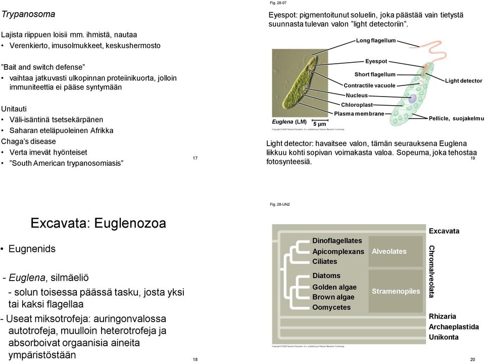tsetsekärpänen Saharan eteläpuoleinen Afrikka Chaga s disease Verta imevät hyönteiset South American trypanosomiasis 17 Fig.