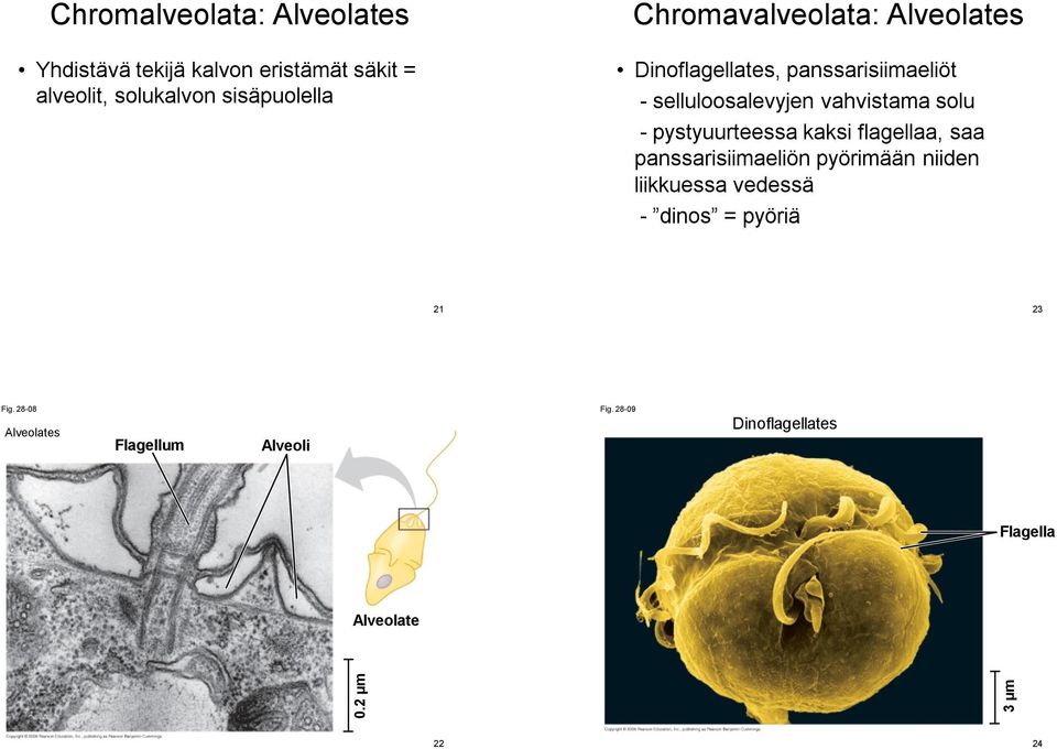 vahvistama solu - pystyuurteessa kaksi flagellaa, saa panssarisiimaeliön pyörimään niiden liikkuessa