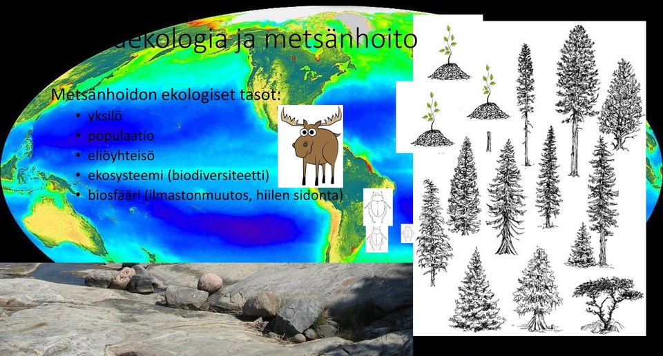 populaatio eliöyhteisö ekosysteemi