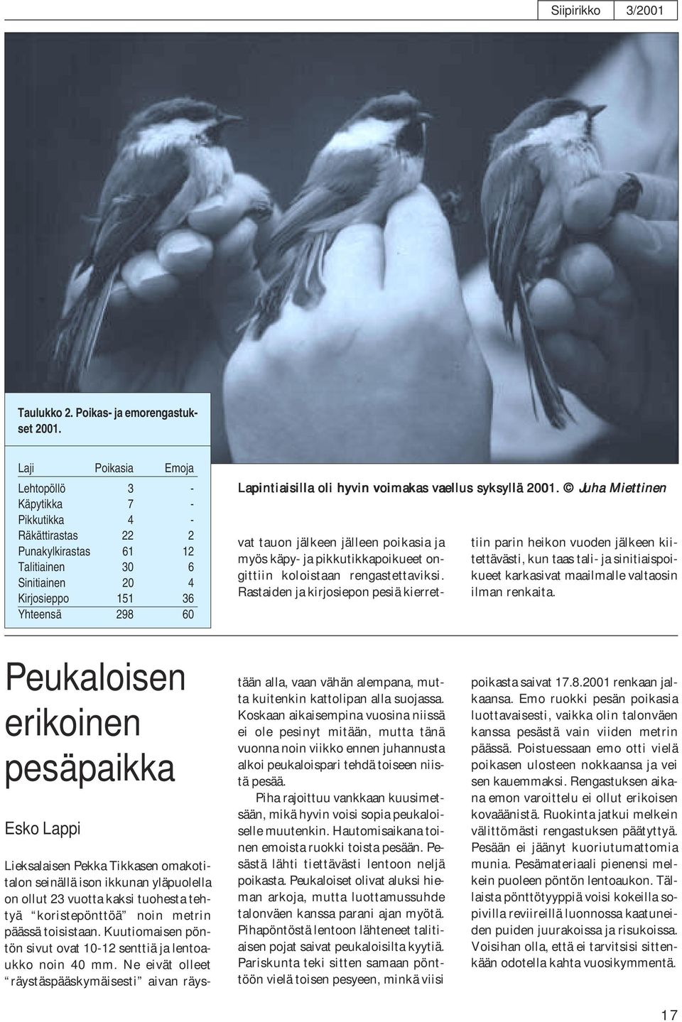 voimakas vaellus syksyllä 2001. Juha Miettinen vat tauon jälkeen jälleen poikasia ja myös käpy- ja pikkutikkapoikueet ongittiin koloistaan rengastettaviksi.