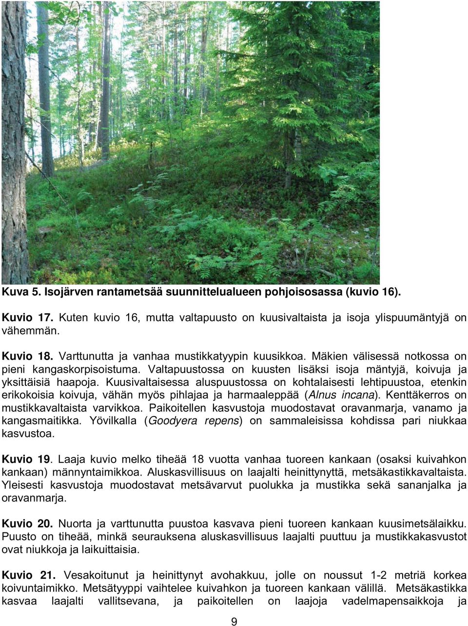 Kuusivaltaisessa aluspuustossa on kohtalaisesti lehtipuustoa, etenkin erikokoisia koivuja, vähän myös pihlajaa ja harmaaleppää (Alnus incana). Kenttäkerros on mustikkavaltaista varvikkoa.