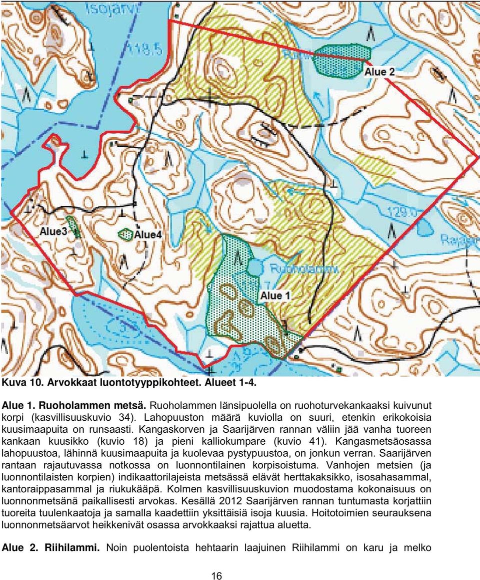 Kangaskorven ja Saarijärven rannan väliin jää vanha tuoreen kankaan kuusikko (kuvio 18) ja pieni kalliokumpare (kuvio 41).