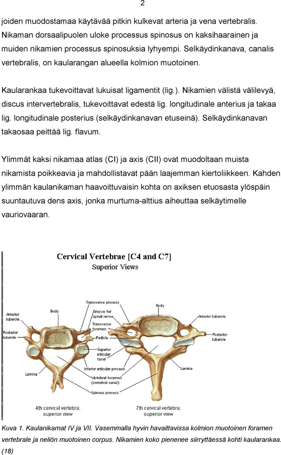 Nikamien välistä välilevyä, discus intervertebralis, tukevoittavat edestä lig. longitudinale anterius ja takaa lig. longitudinale posterius (selkäydinkanavan etuseinä).