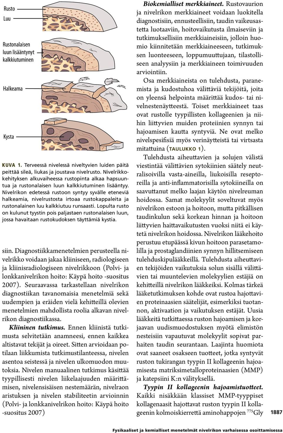 Nivelrikon edetessä rustoon syntyy syvälle eteneviä halkeamia, nivelrustosta irtoaa rustokappaleita ja rustonalainen luu kalkkiutuu runsaasti.
