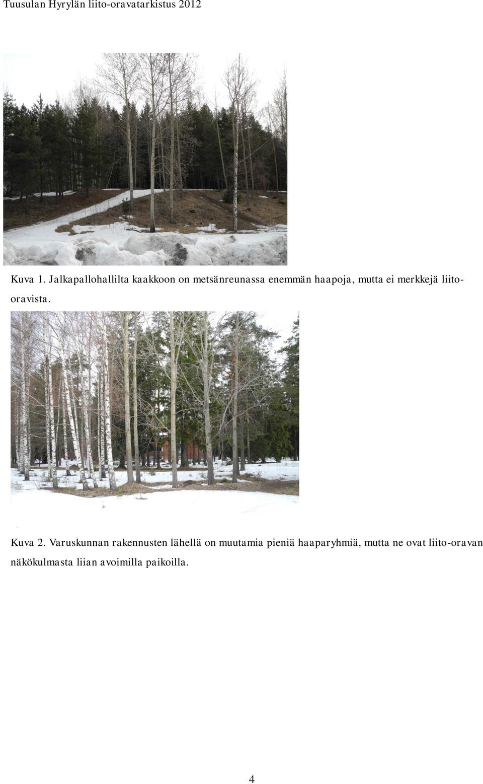 haapoja, mutta ei merkkejä liitooravista. Kuva 2.