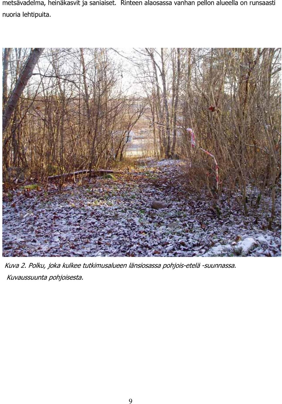 nuoria lehtipuita. Kuva 2.
