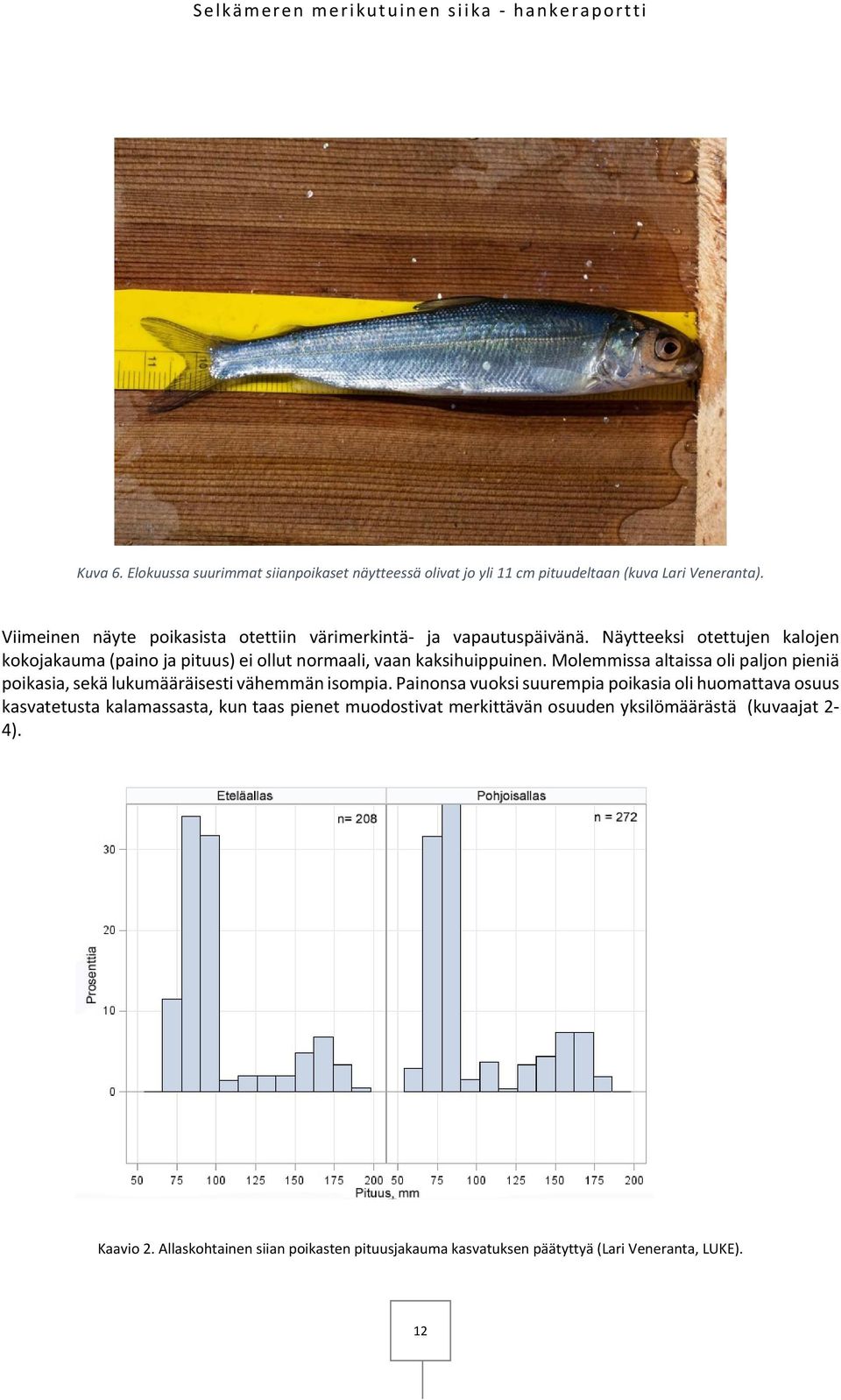 Näytteeksi otettujen kalojen kokojakauma (paino ja pituus) ei ollut normaali, vaan kaksihuippuinen.