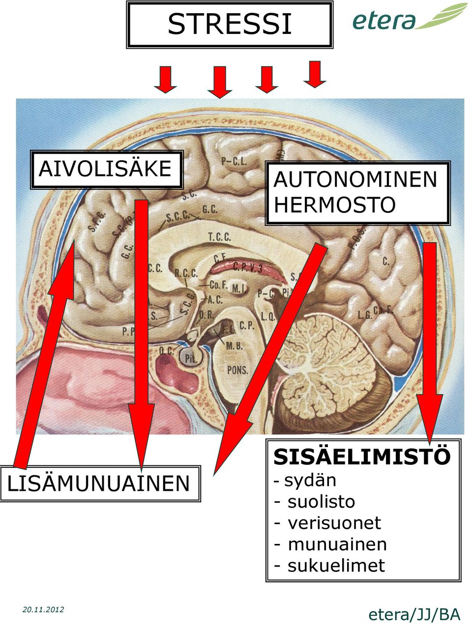 SISÄELIMISTÖ - sydän - suolisto -