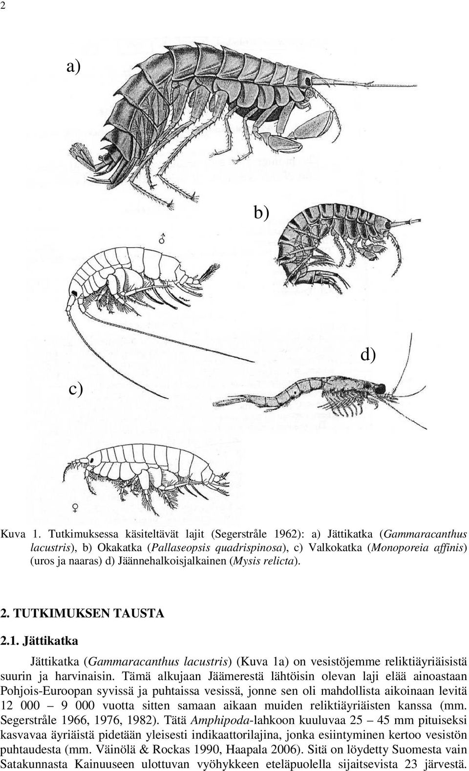 Jäännehalkoisjalkainen (Mysis relicta). 2. TUTKIMUKSEN TAUSTA 2.1. Jättikatka Jättikatka (Gammaracanthus lacustris) (Kuva 1a) on vesistöjemme reliktiäyriäisistä suurin ja harvinaisin.