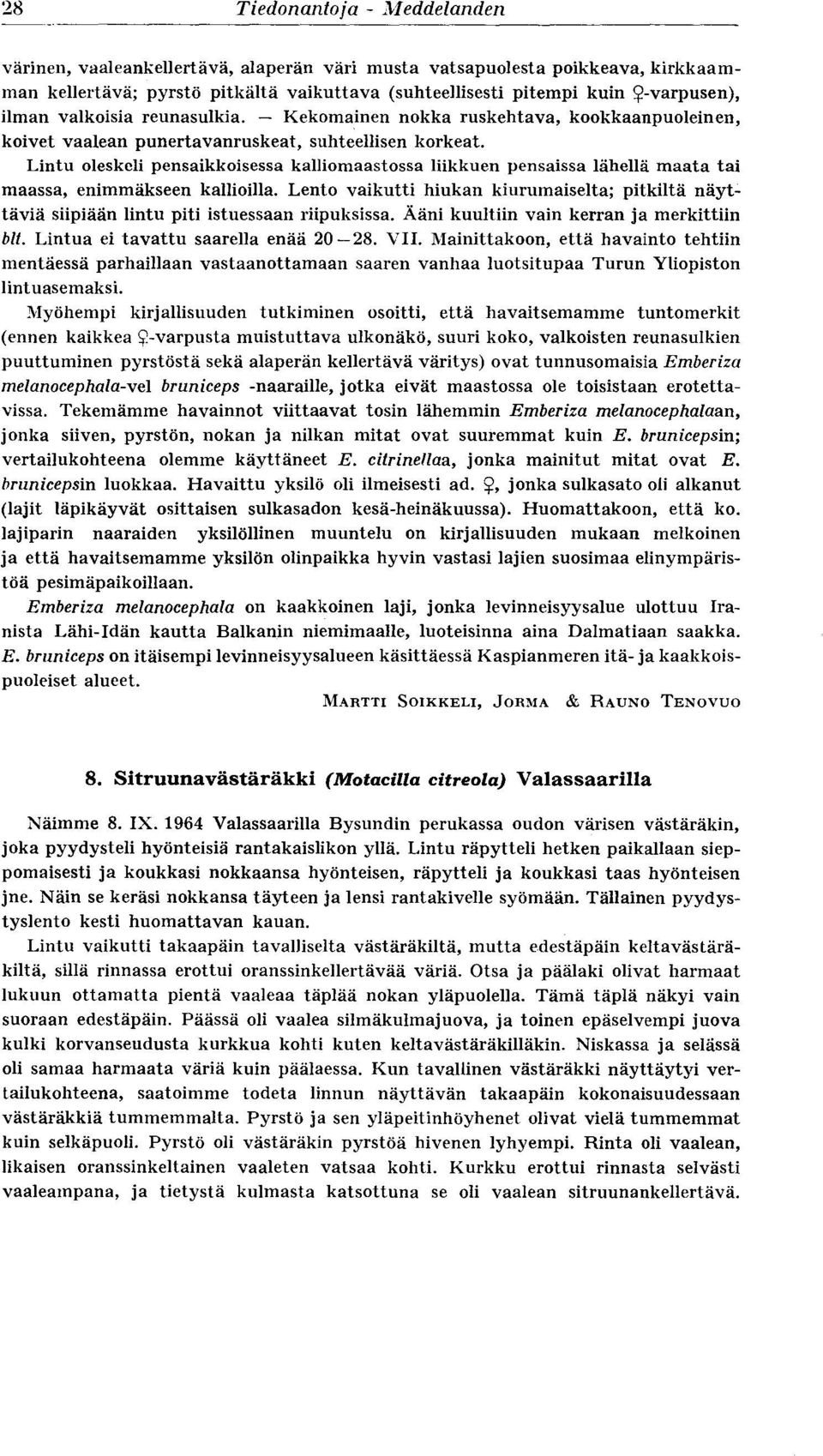 Lintu oleskeli pensaikkoisessa kalliomaastossa liikkuen pensaissa lähellä maata tai maassa, enimmäkseen kallioilla.