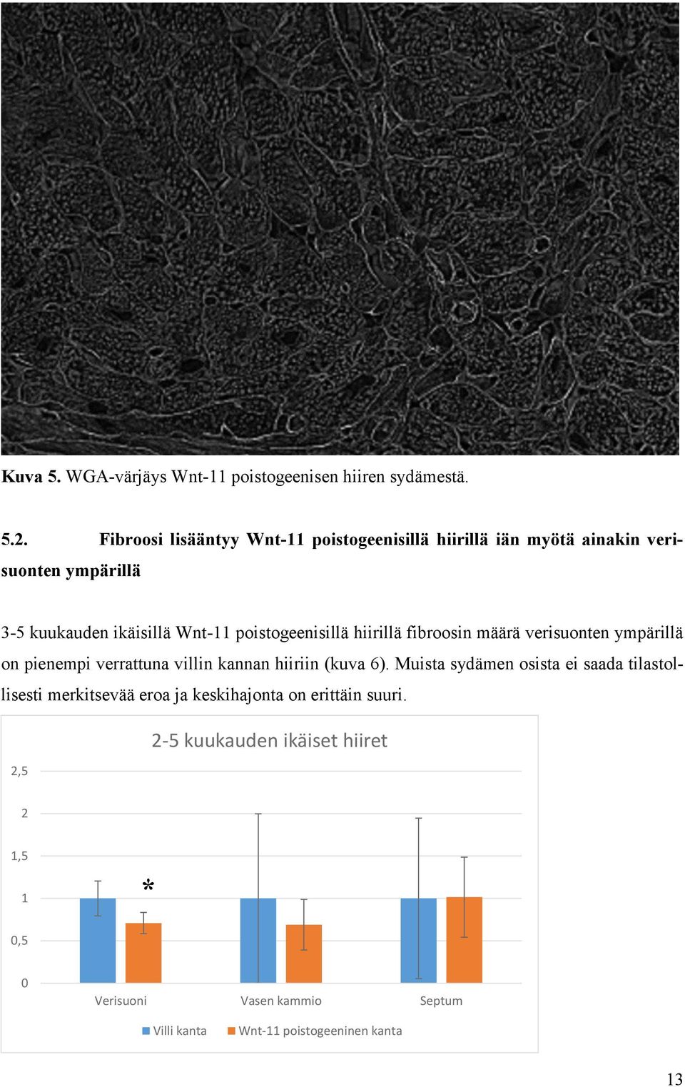 poistogeenisillä hiirillä fibroosin määrä verisuonten ympärillä on pienempi verrattuna villin kannan hiiriin (kuva 6).