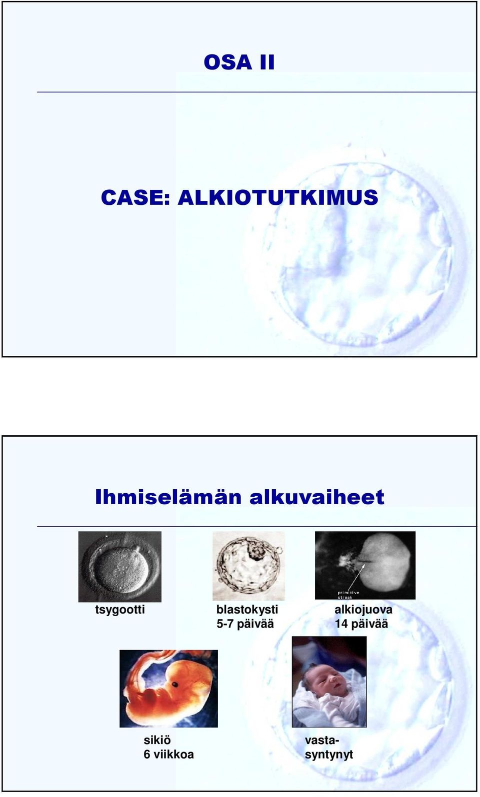 blastokysti 5-7 päivää alkiojuova