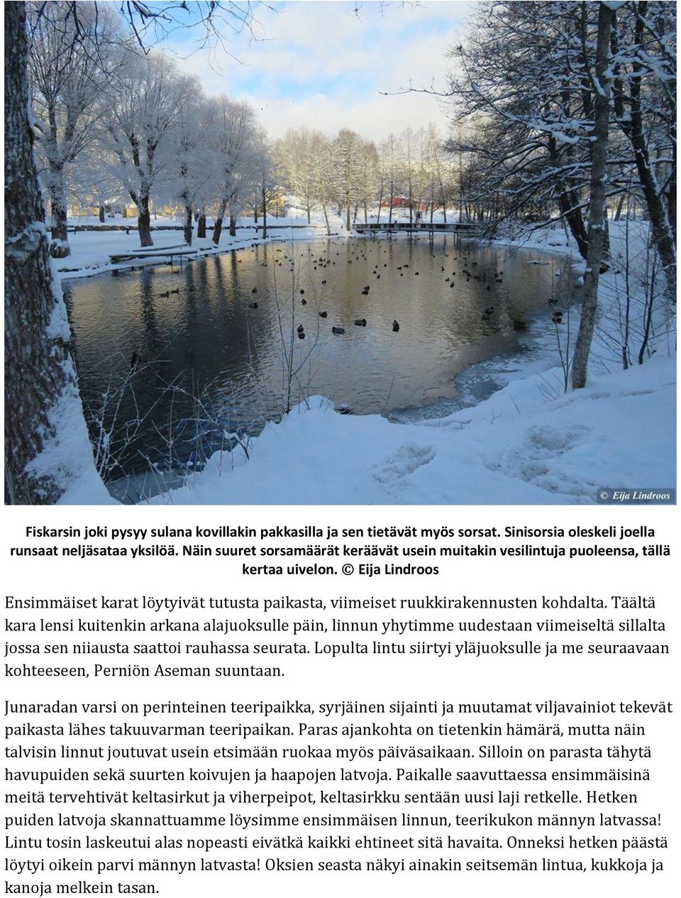 Täältä kara lensi kuitenkin arkana alajuoksulle päin, linnun yhytimme uudestaan viimeiseltä sillalta jossa sen niiausta saattoi rauhassa seurata.