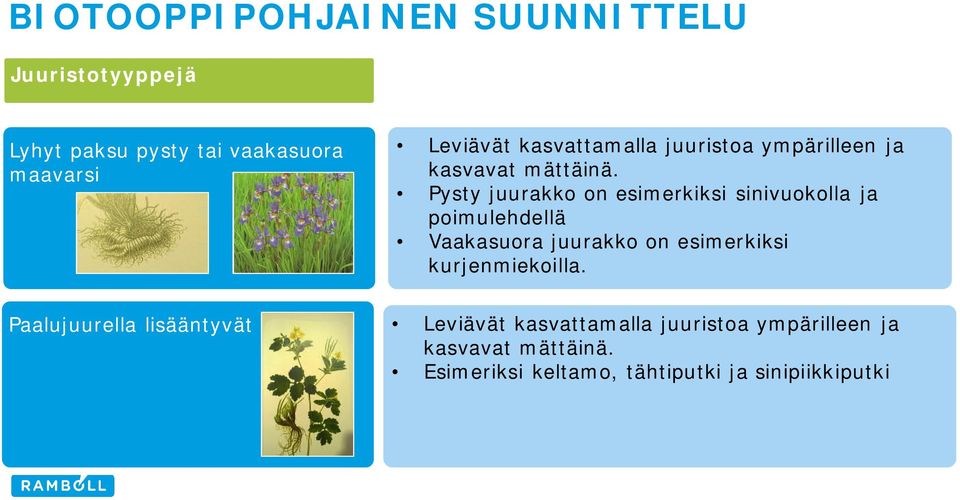 Pysty juurakko on esimerkiksi sinivuokolla ja poimulehdellä Vaakasuora juurakko on esimerkiksi