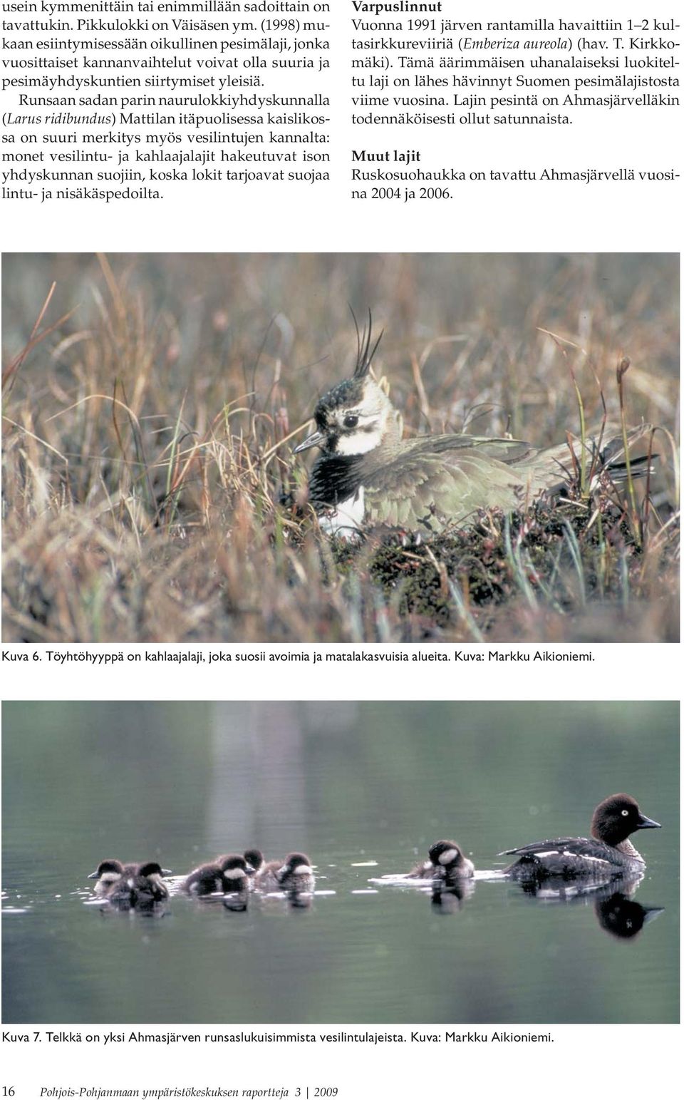 Runsaan sadan parin naurulokkiyhdyskunnalla (Larus ridibundus) Mattilan itäpuolisessa kaislikossa on suuri merkitys myös vesilintujen kannalta: monet vesilintu- ja kahlaajalajit hakeutuvat ison