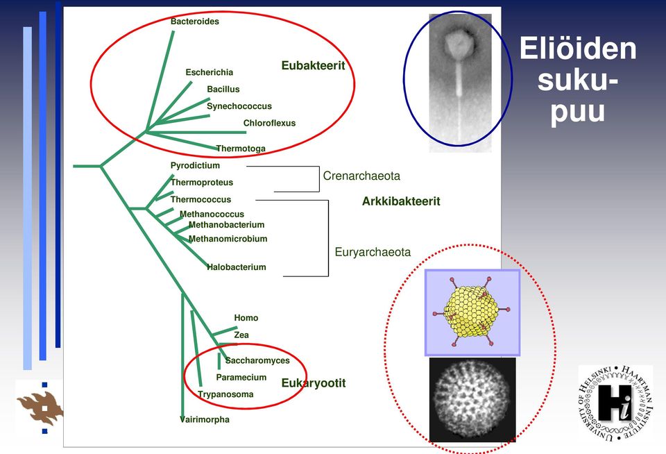 Methanococcus Methanobacterium Methanomicrobium Halobacterium Crenarchaeota