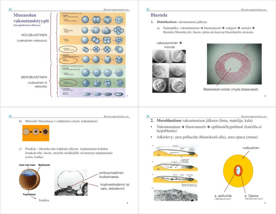 blastulassa 1 solukerros (myös suikulainen) 2.