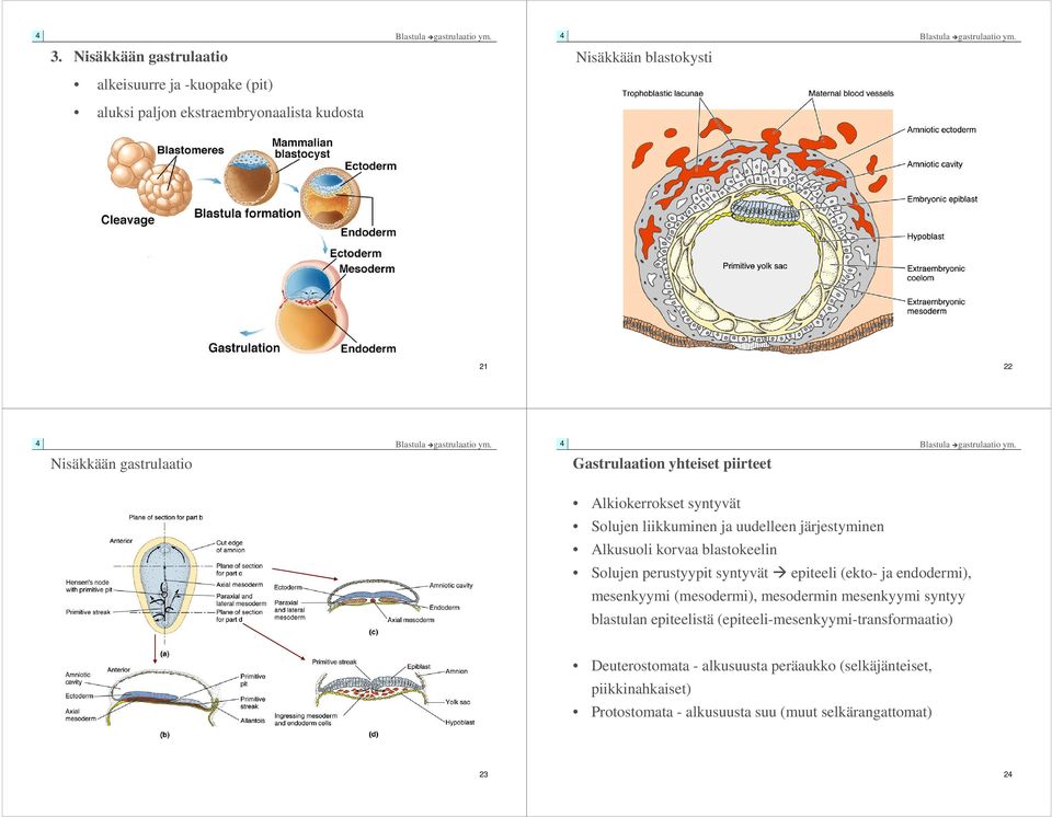 Solujen perustyypit syntyvät epiteeli (ekto- ja endodermi), mesenkyymi (mesodermi), mesodermin mesenkyymi syntyy blastulan epiteelistä