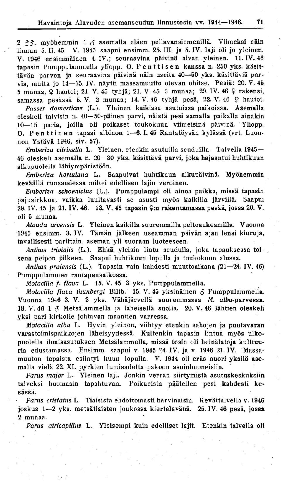 käsittävän parven ja seuraavina päivinä näin useita 40-50 yks. käsittäviä parvia, mutta jo 14-15. IV. näytti massamuutto olevan ohitse. Pesiä : 20. V. 45 5 munaa, Y hautoi ; 21. V. 45 tyhjä ; 21. V. 45 3 munaa ; 29.