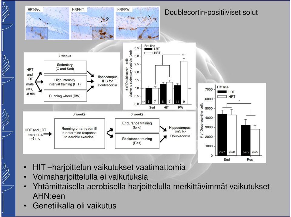 vaikutuksia Yhtämittaisella aerobisella