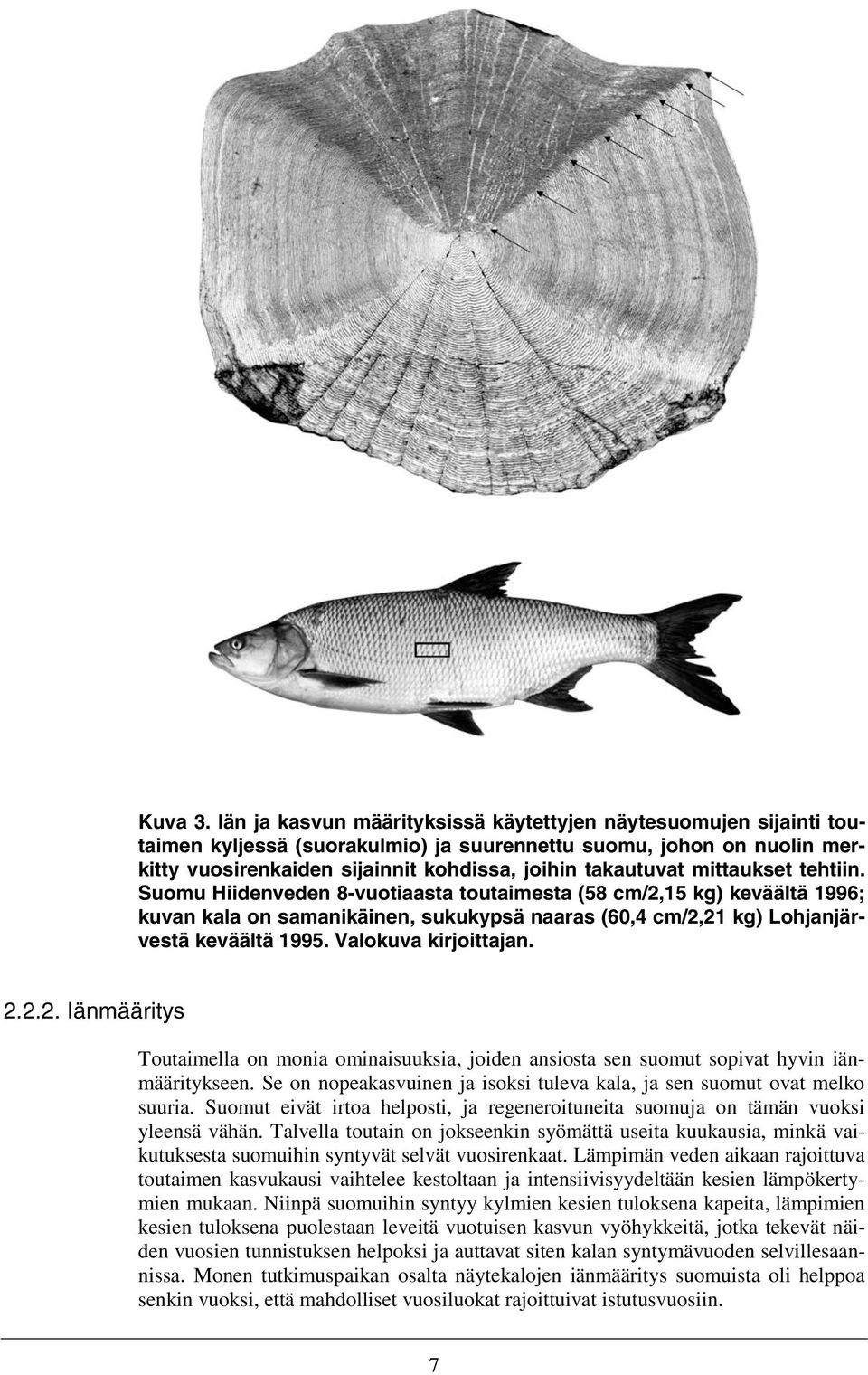 mittaukset tehtiin. Suomu Hiidenveden 8-vuotiaasta toutaimesta (58 cm/2,15 kg) keväältä 1996; kuvan kala on samanikäinen, sukukypsä naaras (60,4 cm/2,21 kg) Lohjanjärvestä keväältä 1995.