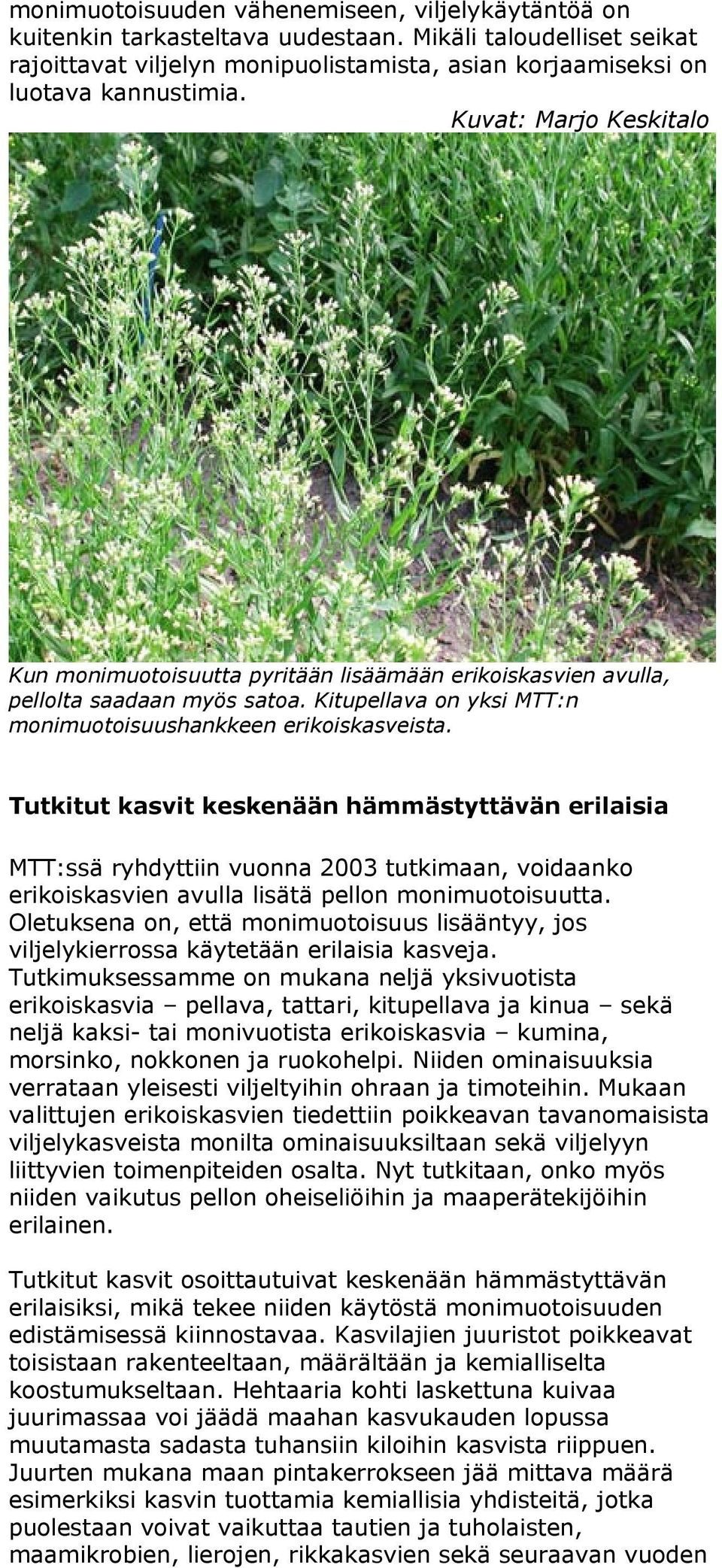 Tutkitut kasvit keskenään hämmästyttävän erilaisia MTT:ssä ryhdyttiin vuonna 2003 tutkimaan, voidaanko erikoiskasvien avulla lisätä pellon monimuotoisuutta.