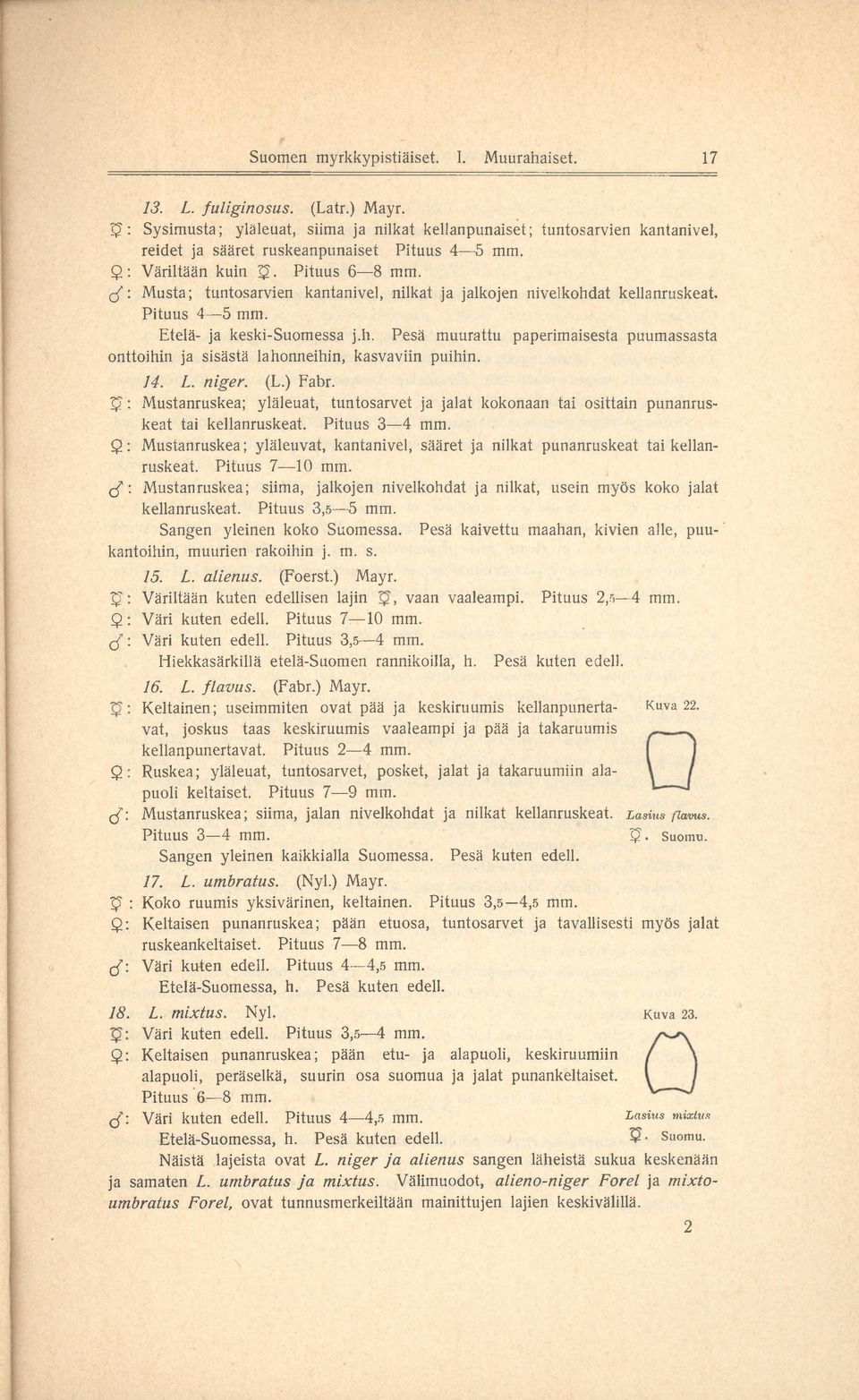 o f: Musta; tuntosarvien kantanivel, nilkat ja jalkojen nivelkohdat kellanruskeat. Pituus 4 5 mm. Etelä- ja keski-suomessa j.h. Pesä muurattu paperimaisesta puumassasta onttoihin ja sisästä lahonneihin, kasvaviin puihin.