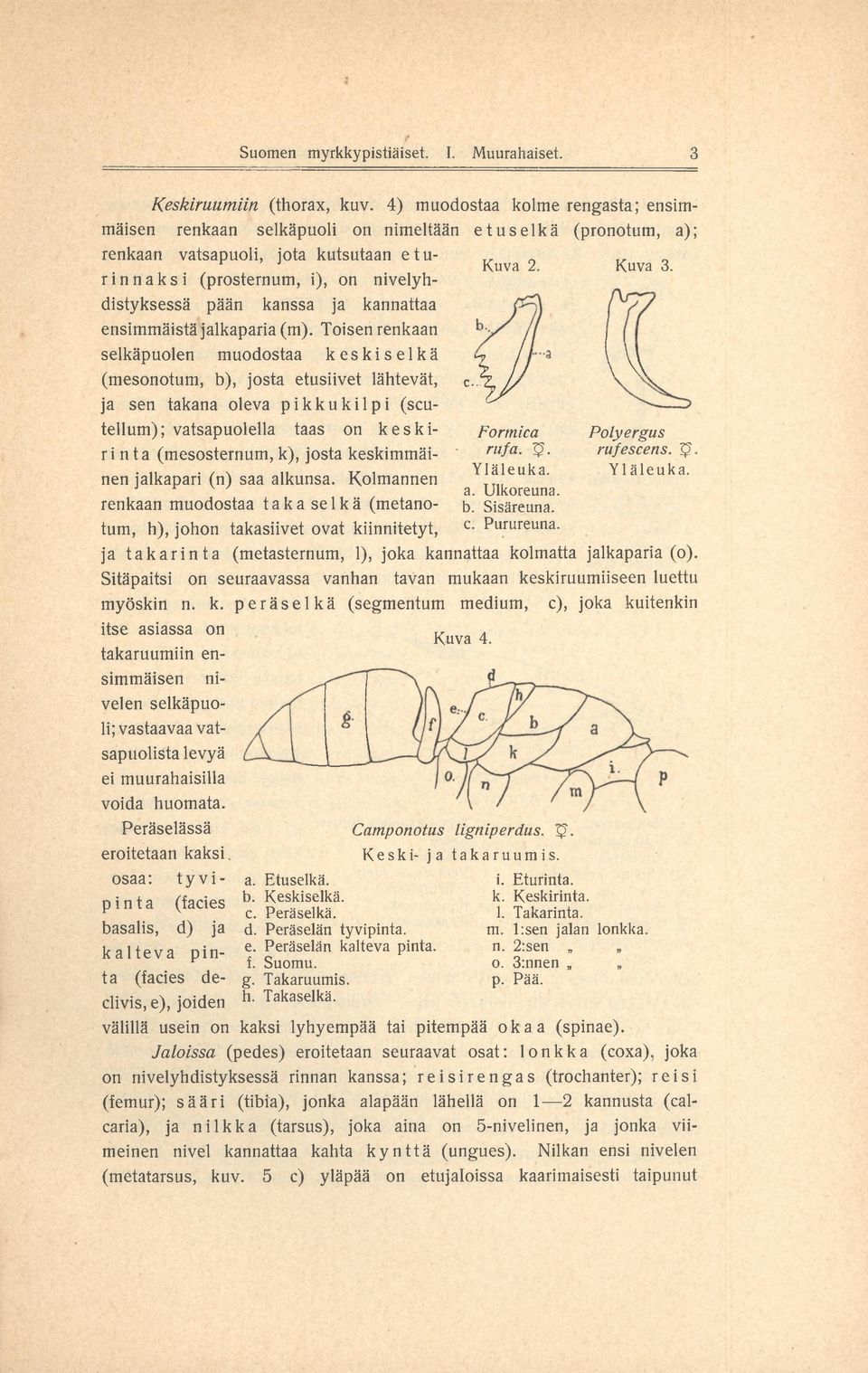 rinnaksi (prosternum, i), on nivelyhdistyksessä pään kanssa ja kannattaa ensim m äistä jalkaparia (m ).