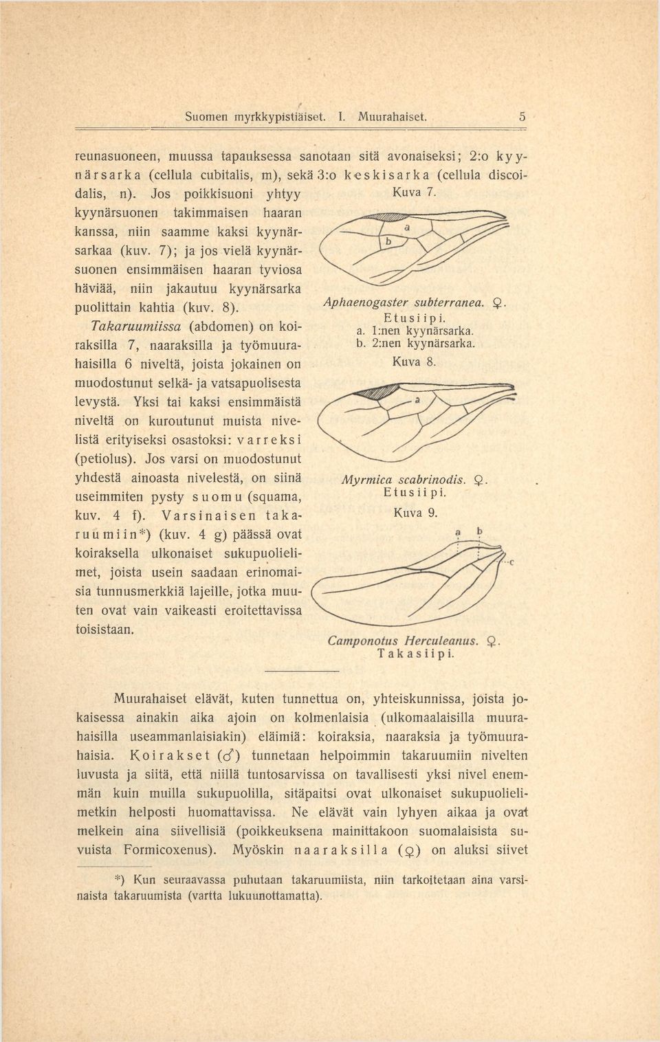 7 ); ja jos vielä kyynärsuonen ensim m äisen haaran tyviosa häviää, niin jakautuu kyynärsarka puolittain kahtia (kuv. 8). Aphaenogaster subterranea. Q. Takaruumiissa (abdom en) on koi- Etusi ip i. a.