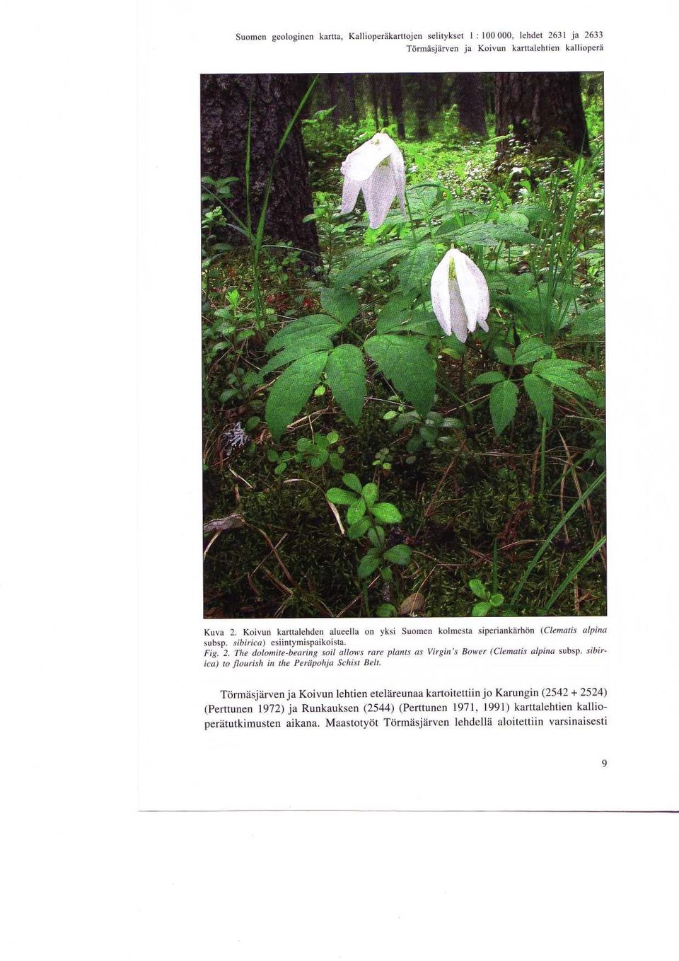 The dolomite-bearing soil allows rare plants as Virgin's Bower (Clematis alpina subsp. sibirica) to flourish in the Perapohja Schist Belt.