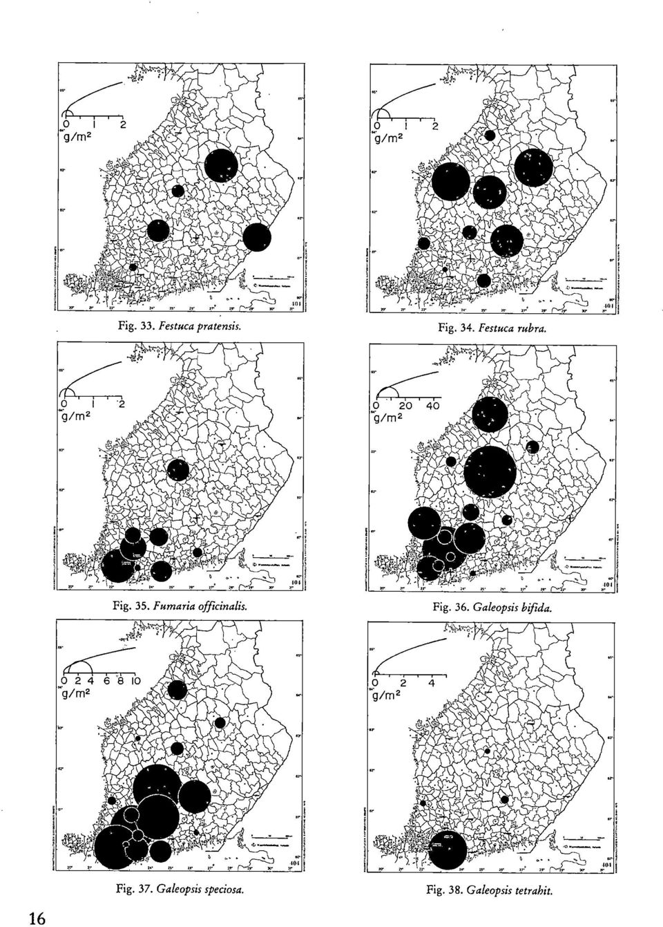 Galeopsis bifida. 16 Fig. 37.