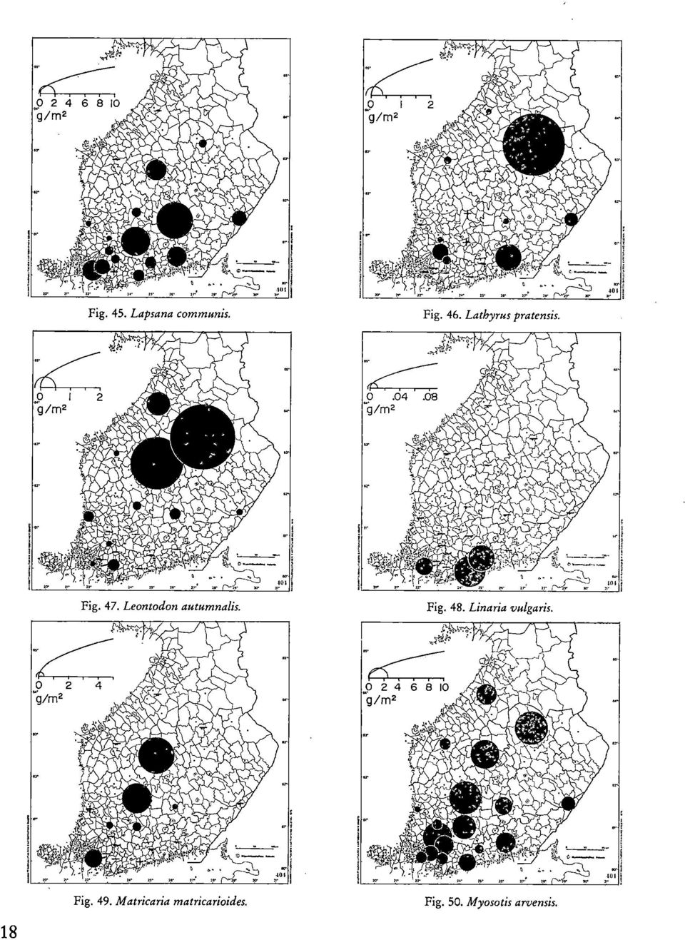 Leontodon autumnalis. Fig. 48.