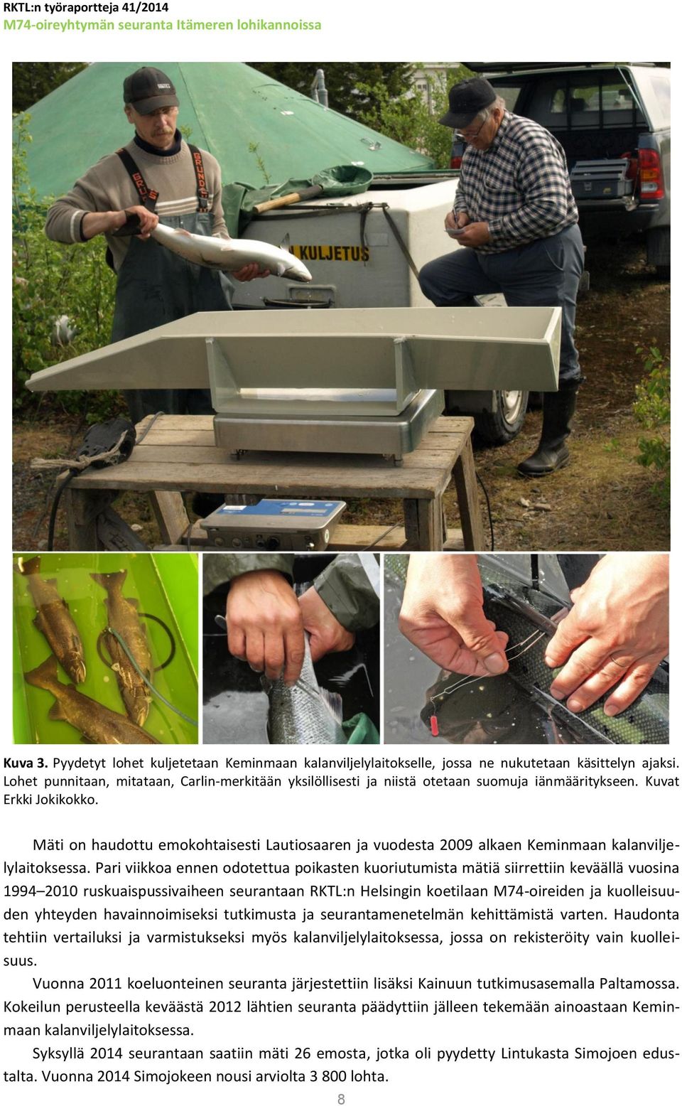 Mäti on haudottu emokohtaisesti Lautiosaaren ja vuodesta 2009 alkaen Keminmaan kalanviljelylaitoksessa.