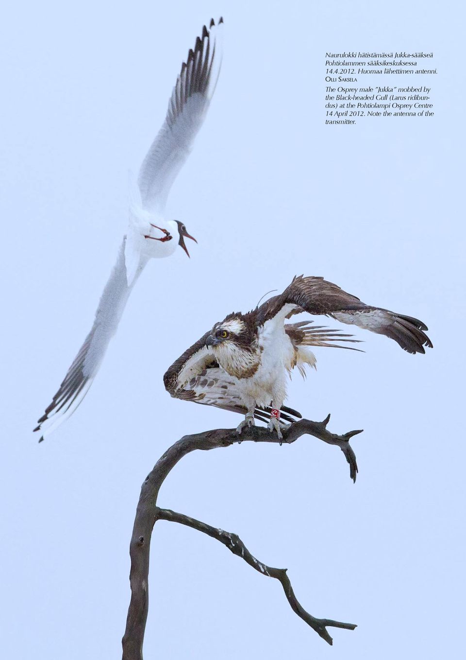 OLLI SAKSELA The Osprey male Jukka mobbed by the Black-headed Gull (Larus