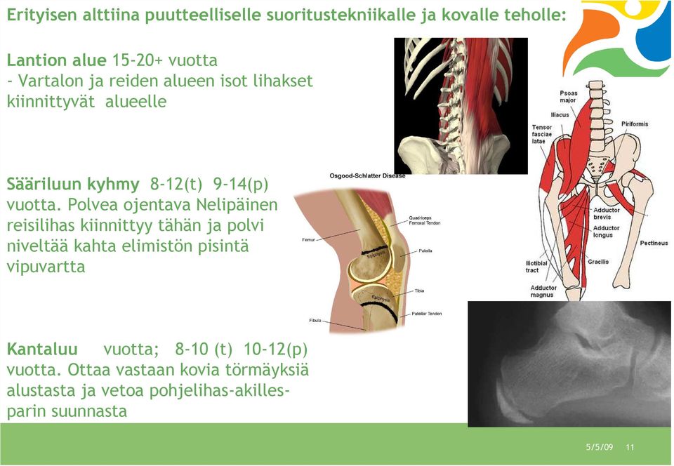 Polvea ojentava Nelipäinen reisilihas kiinnittyy tähän ja polvi niveltää kahta elimistön pisintä vipuvartta