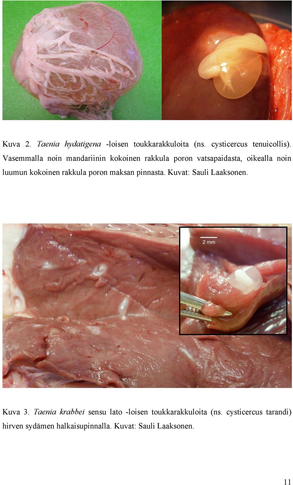 kokoinen rakkula poron maksan pinnasta. Kuvat: Sauli Laaksonen. Kuva 3.